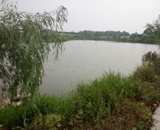 臨近端午，總經理劉月琴組織人員農莊采摘。