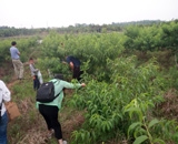 臨近端午，總經(jīng)理劉月琴組織人員農(nóng)莊采摘。